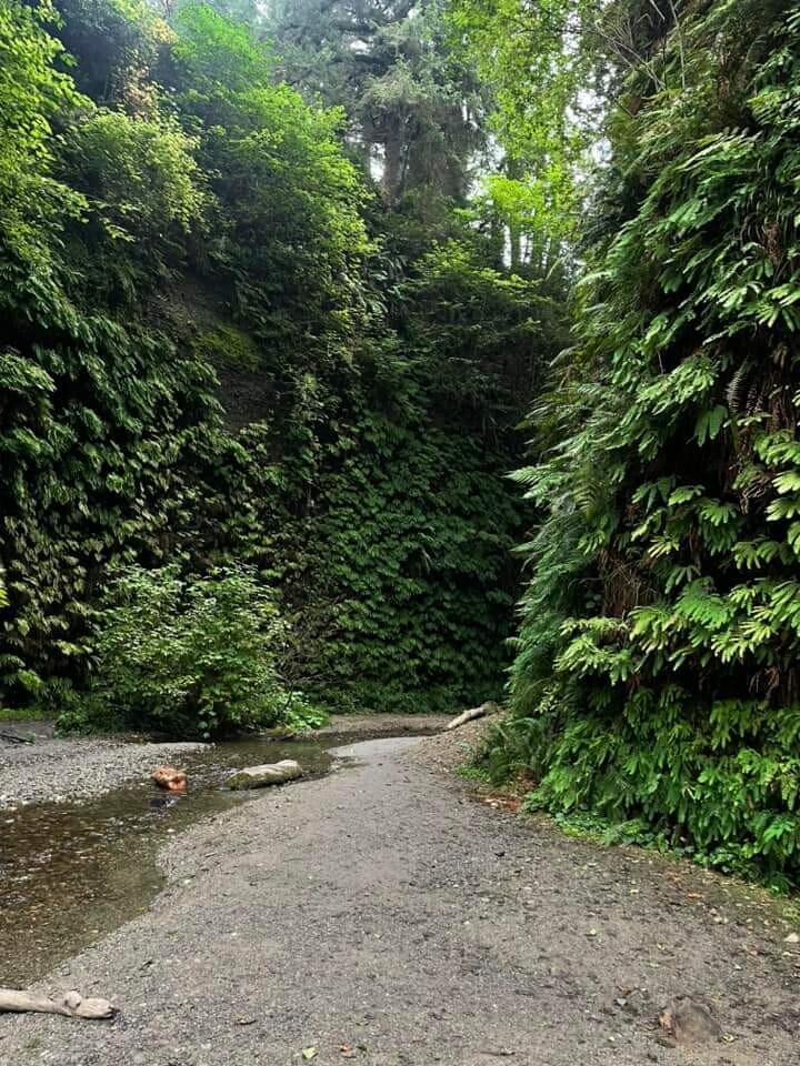 Fern Canyon