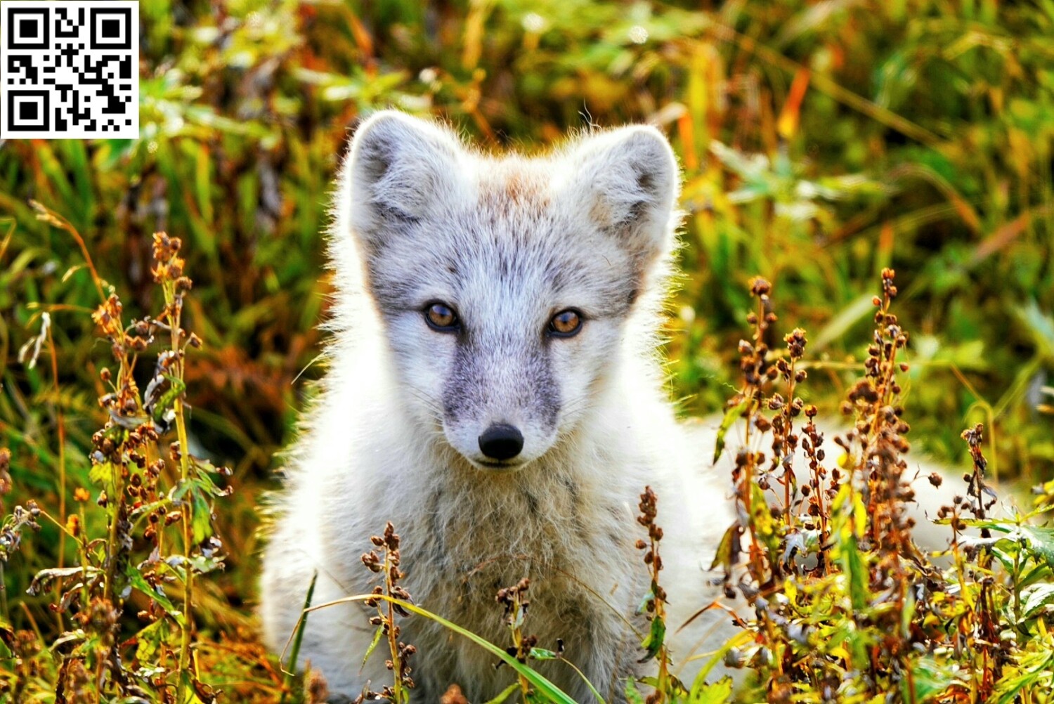 Arctic Fox on the tundra!