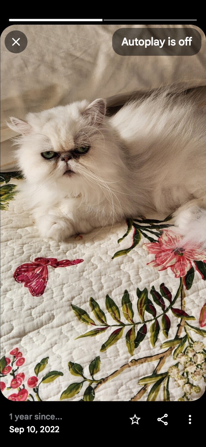 Scootsy catching a butterfly