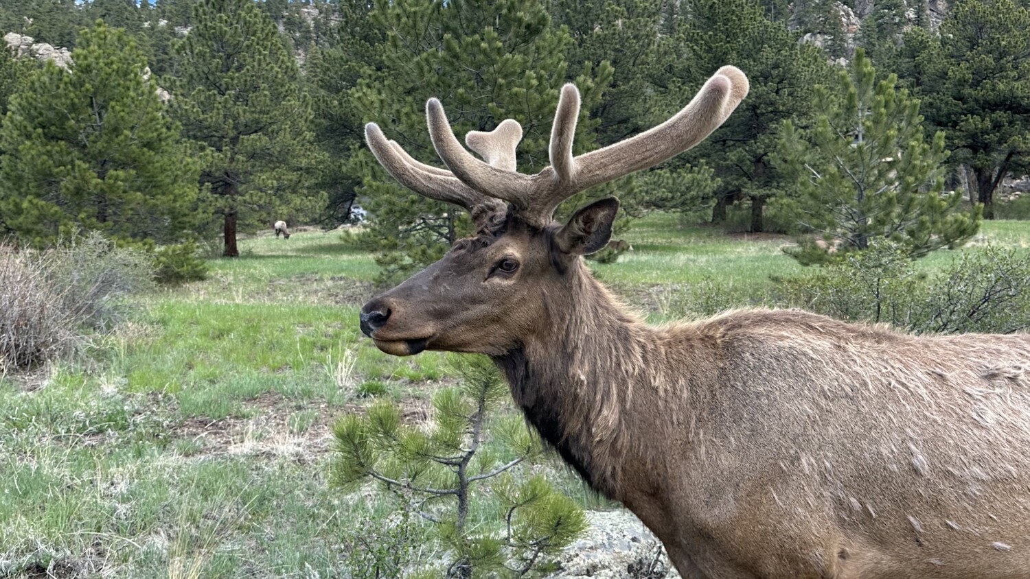 Elk2023