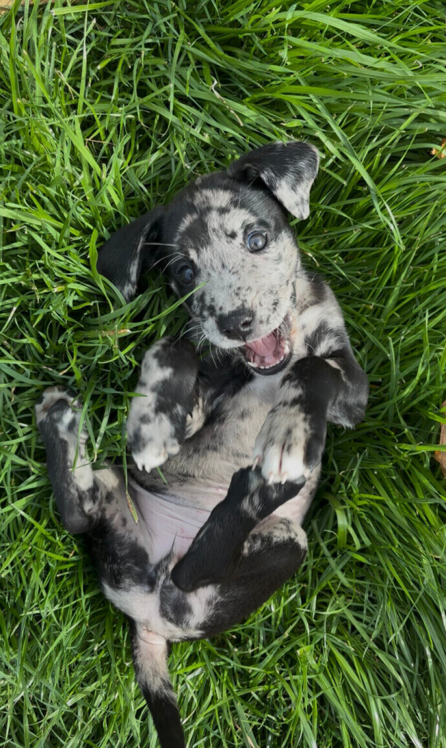 Cici
