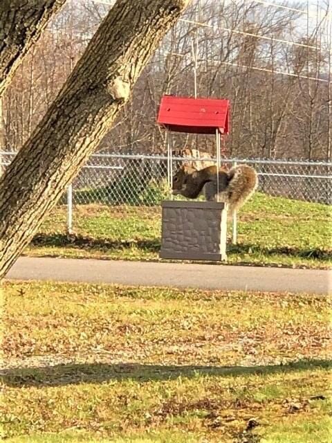 Goat Squirrel in the bird feeder