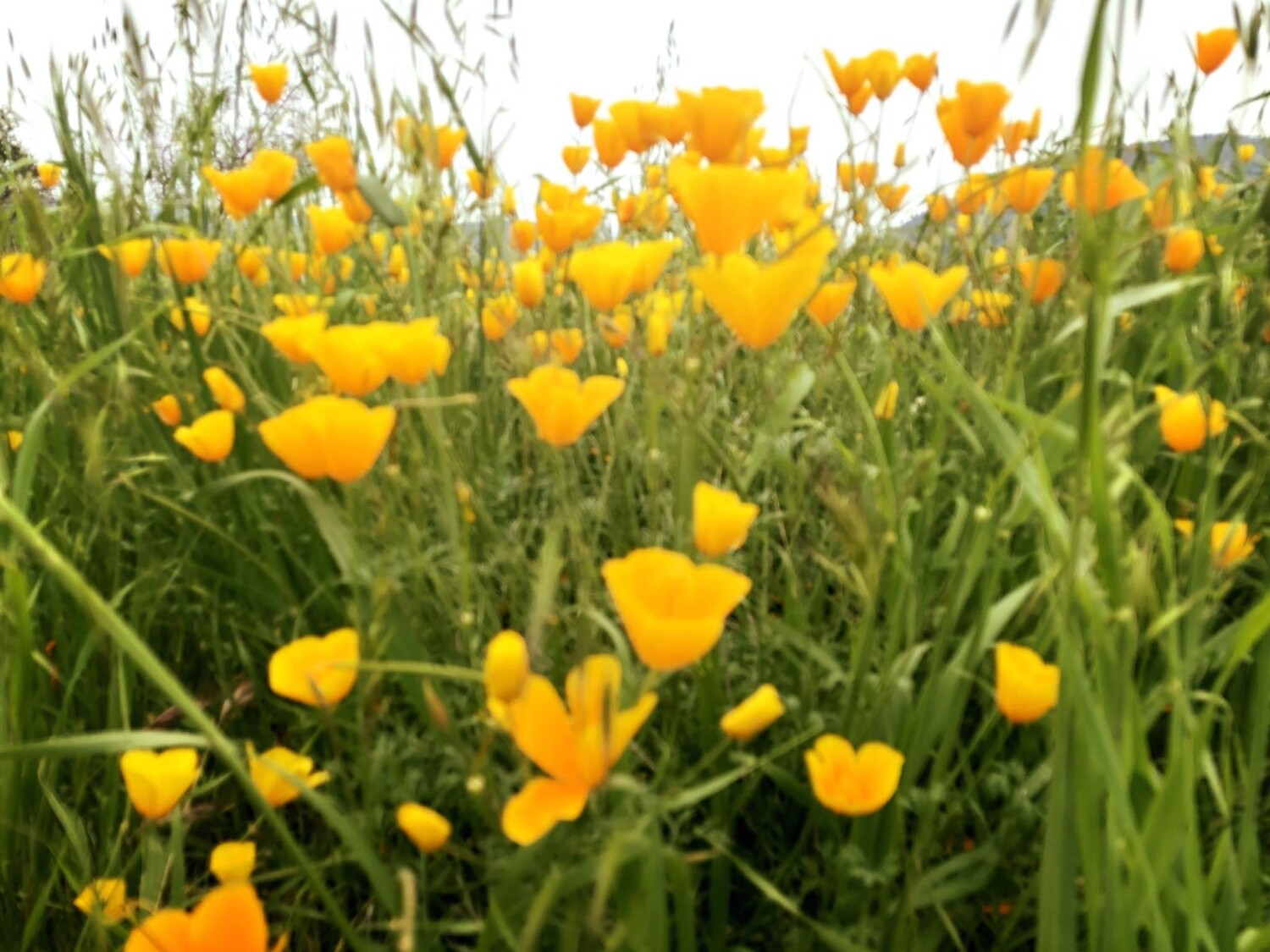 yellow under the sun's rays