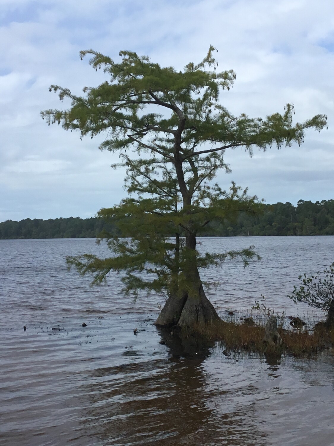 Tree 🌲 in the Lake