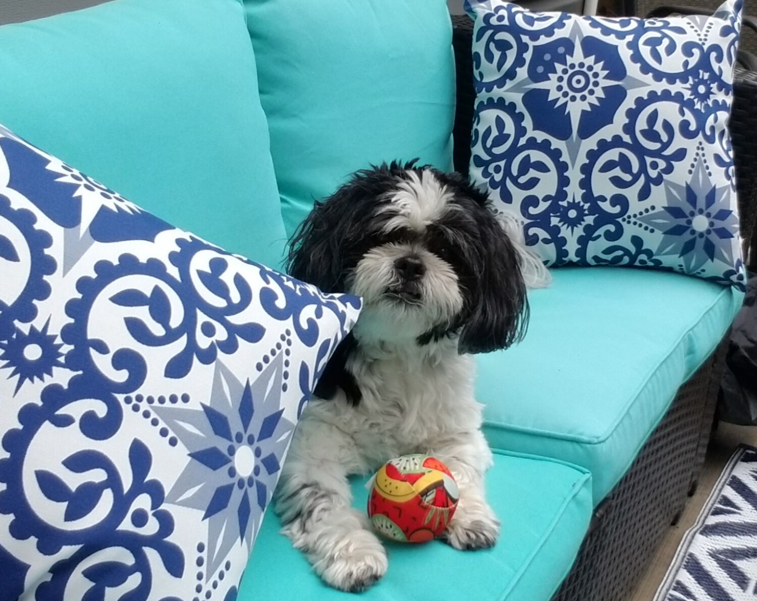 Milo just hanging out