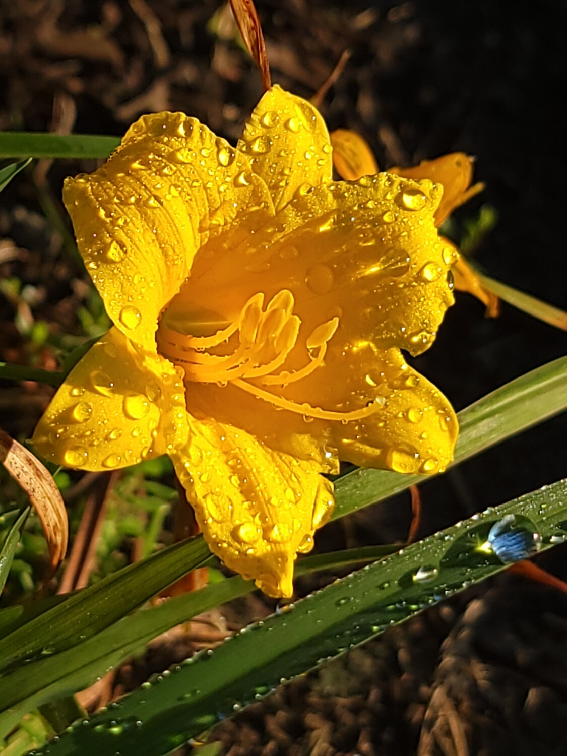 Morning Dew