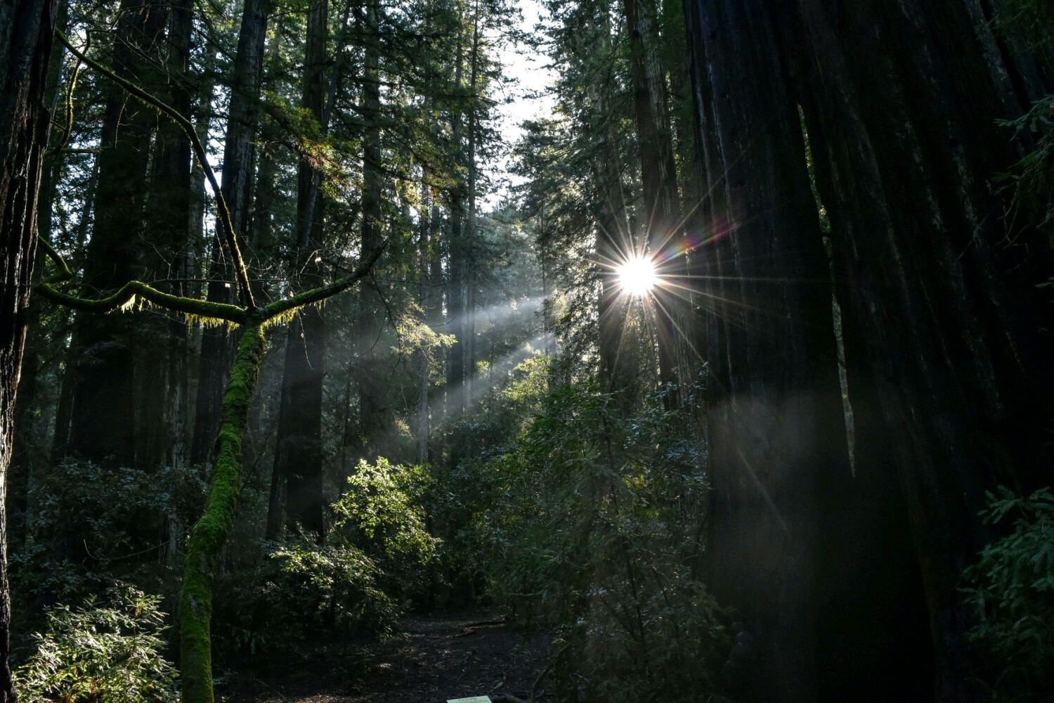 Among the giants we rise