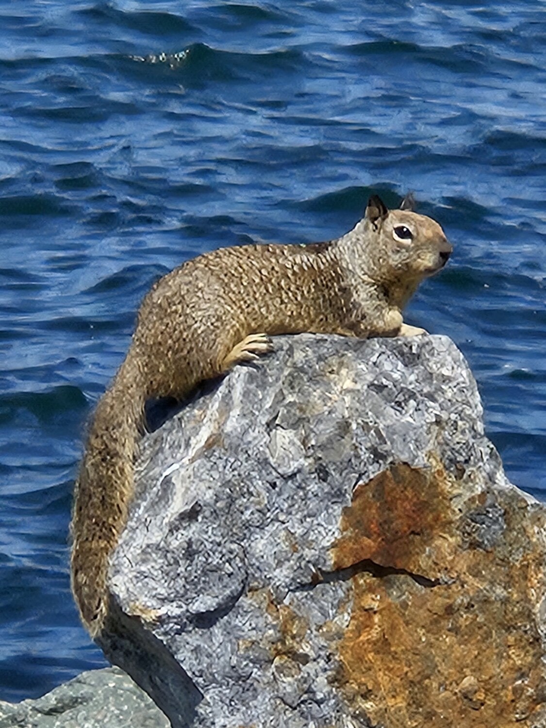 Sunbathing Squirrel