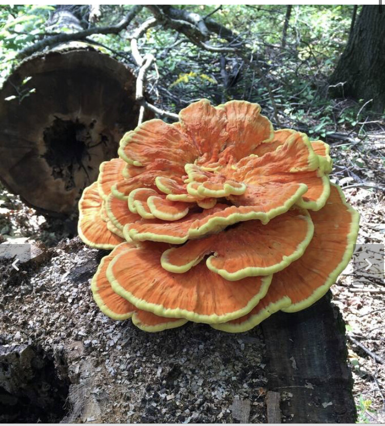 Laetiporus -  Chicken of the woods