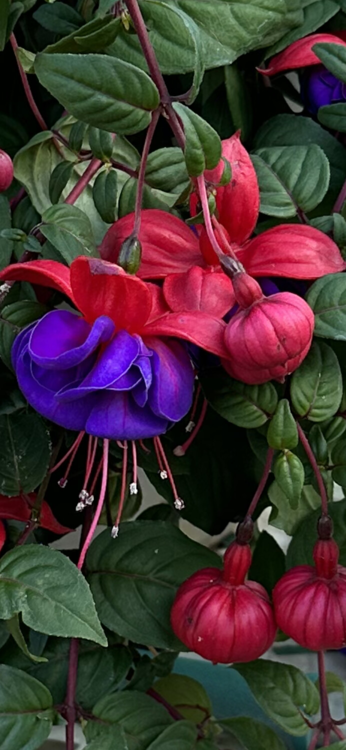 Fuschia