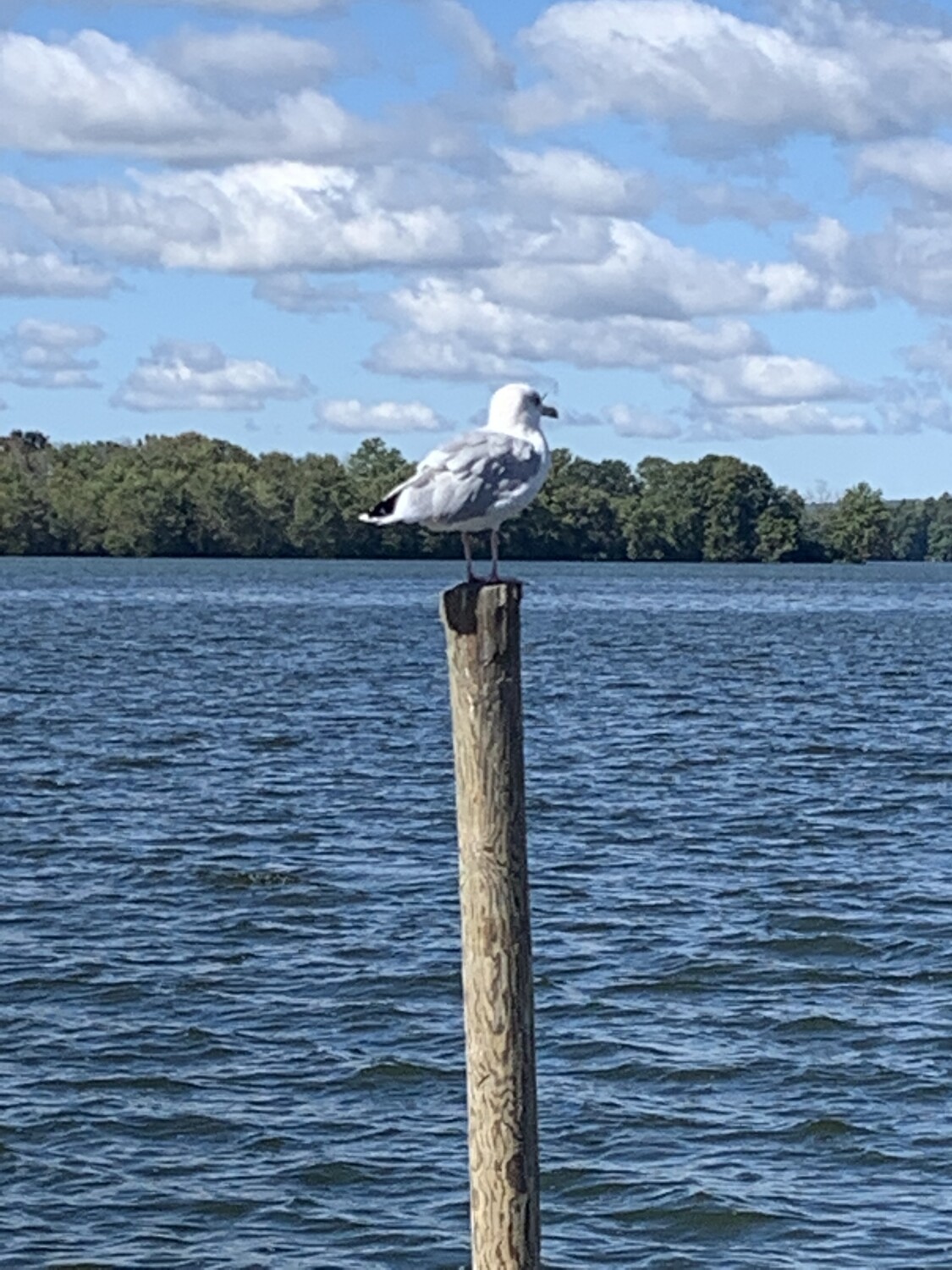 Lonesome seagull