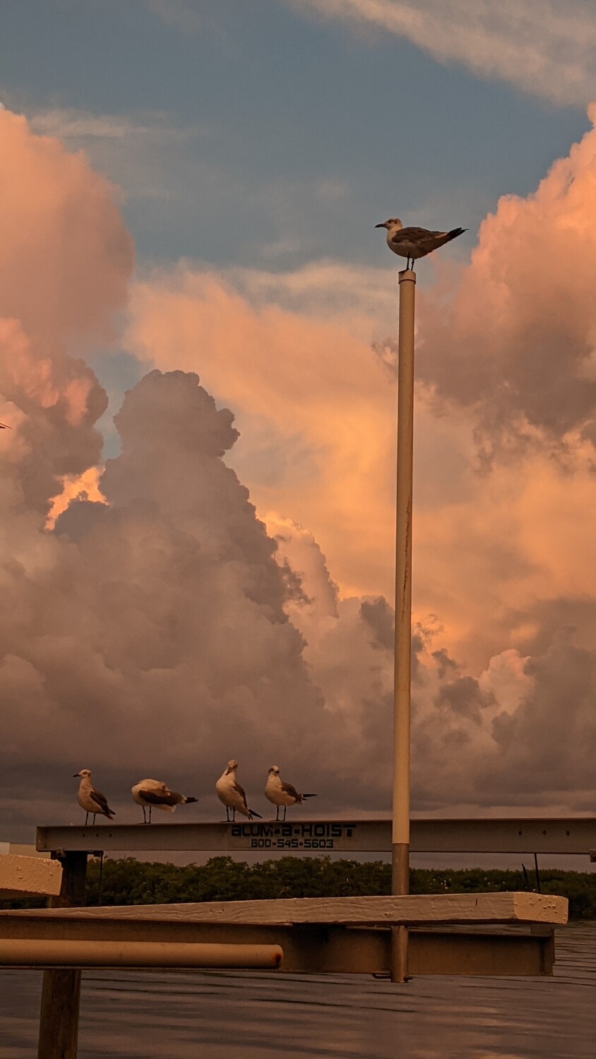 Gulls on the Gulf