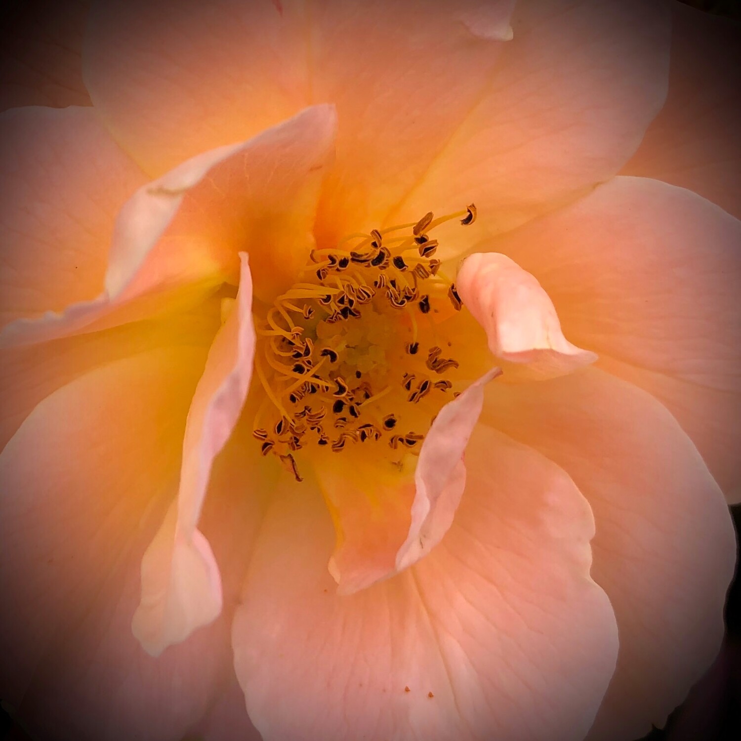 Peach Rose Close-Up