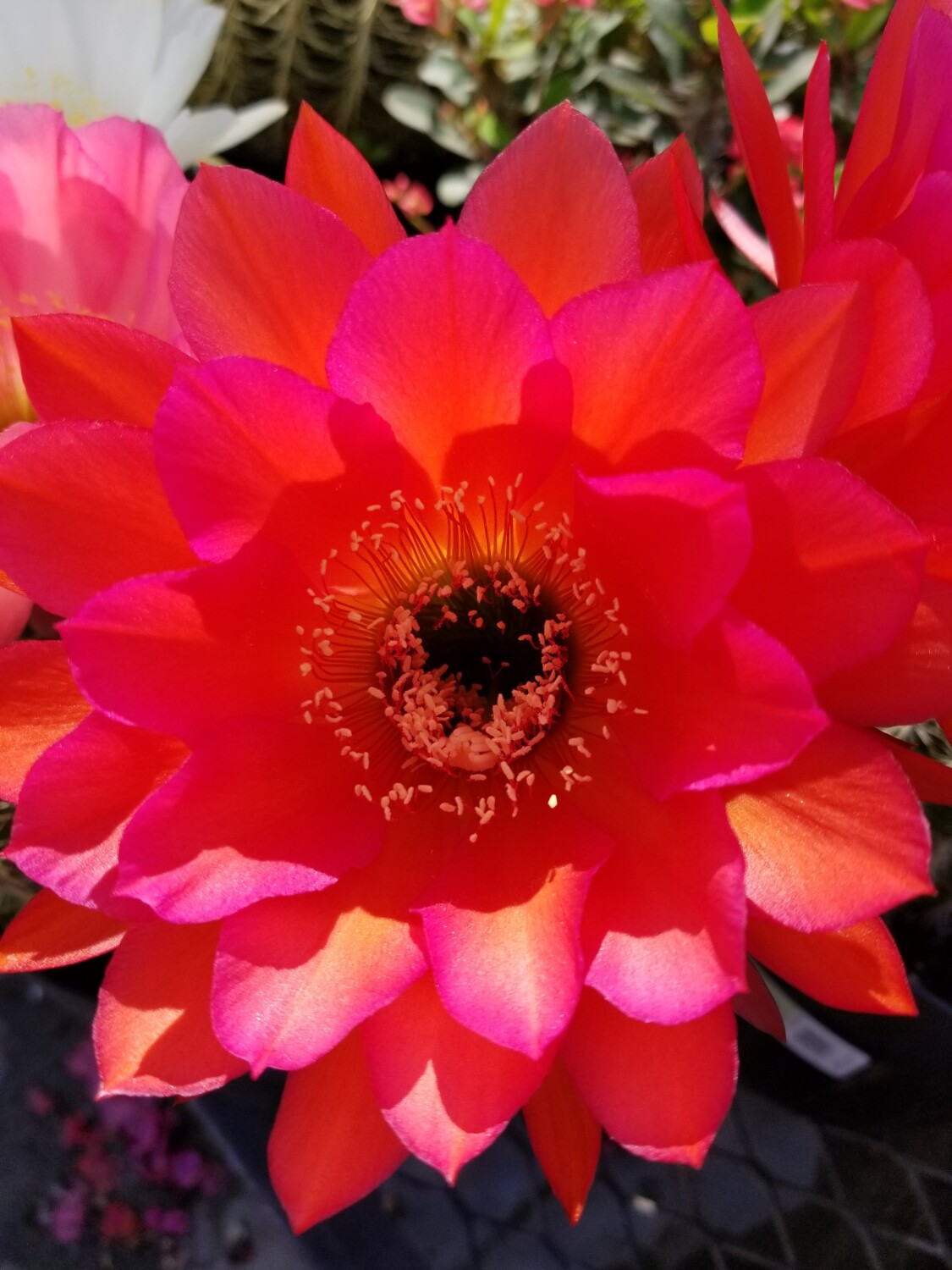Blooming Cactus
