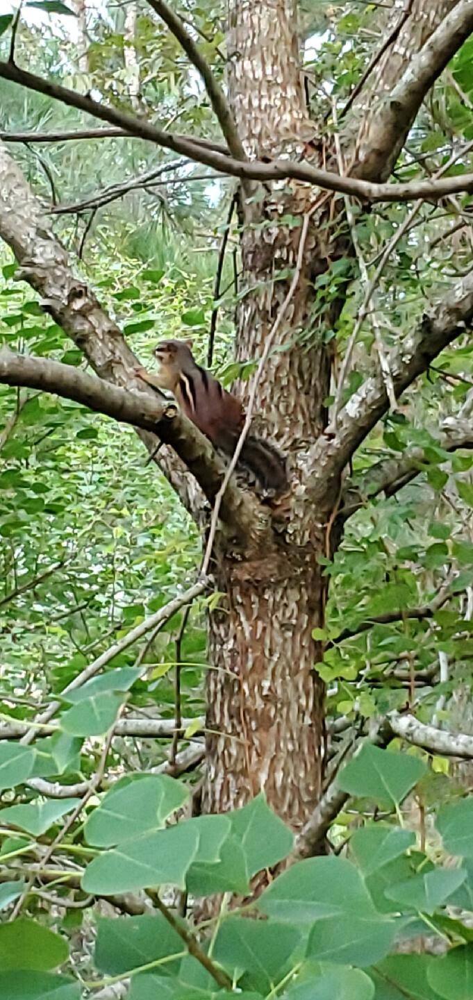 Chipmunk on my walking trail