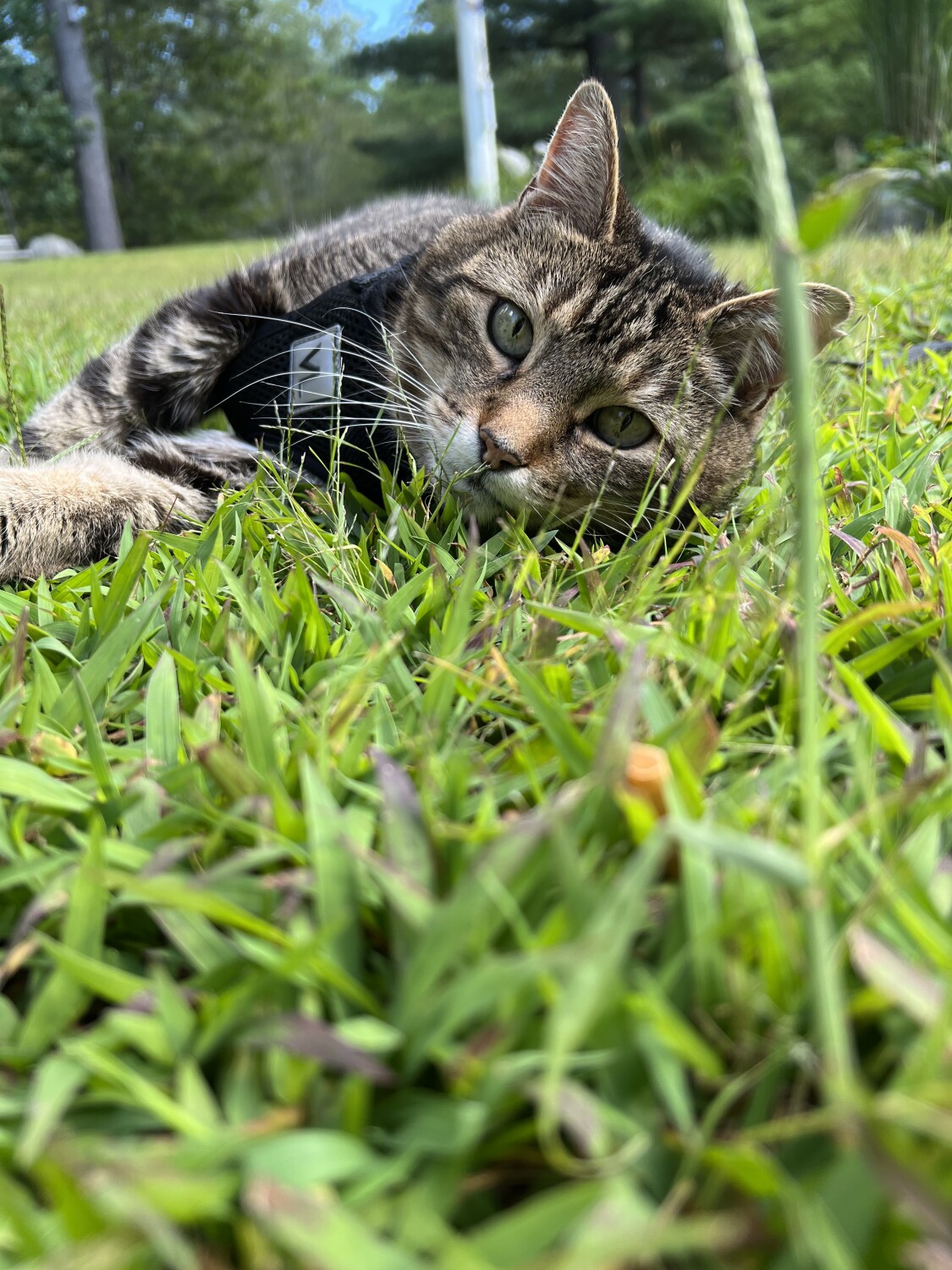 Summer in the grass
