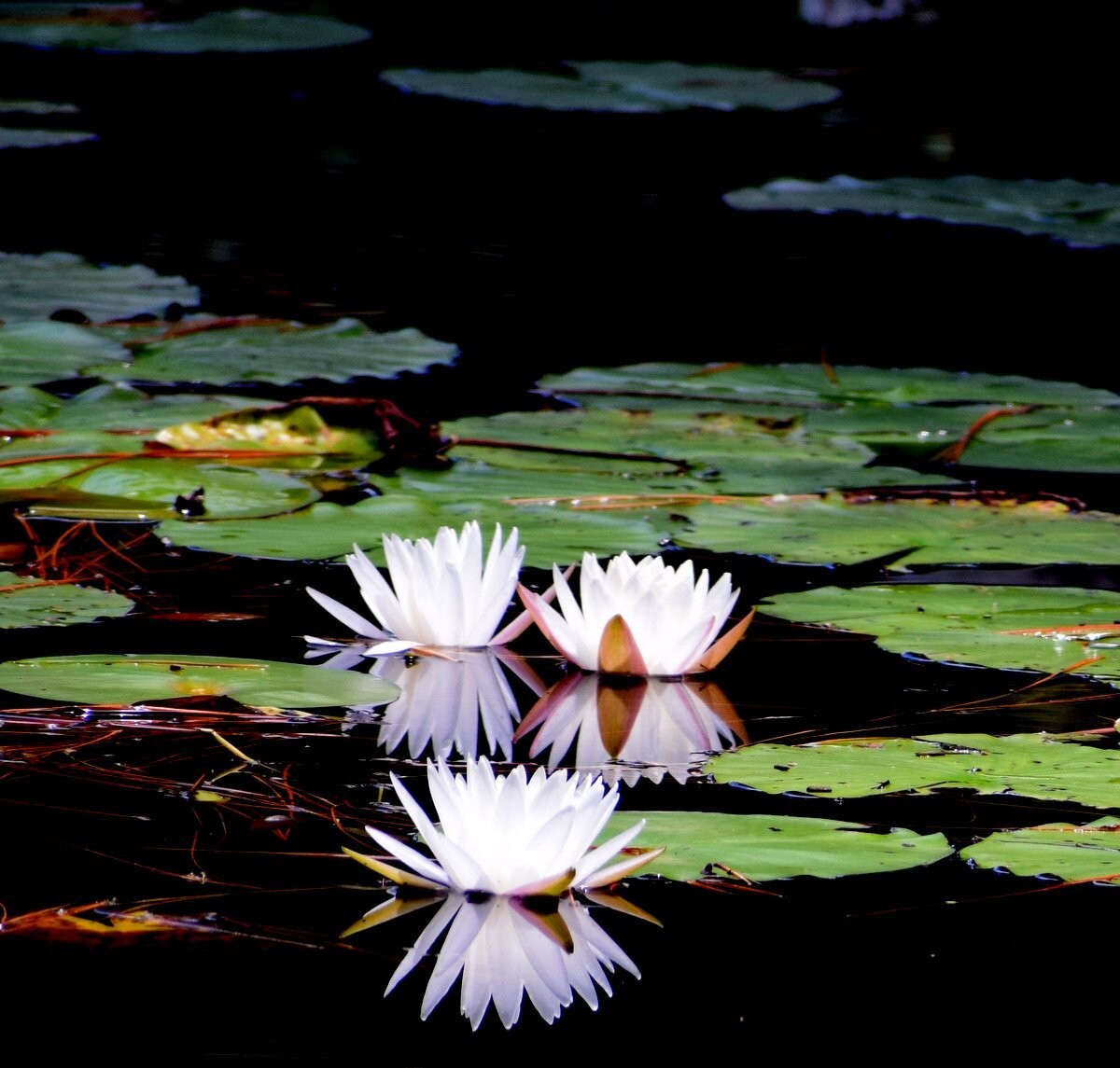 Swamp Lillies