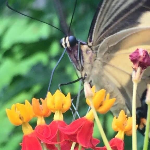 Monarch on Milkweed