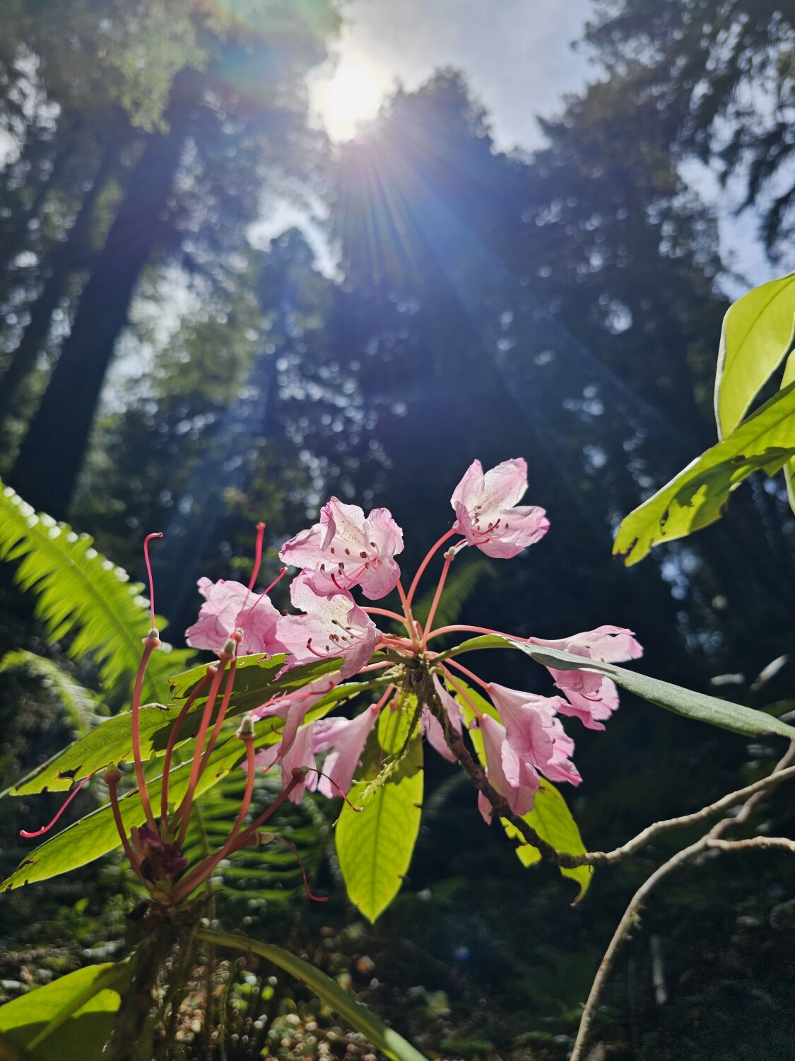 Flowers in the trees