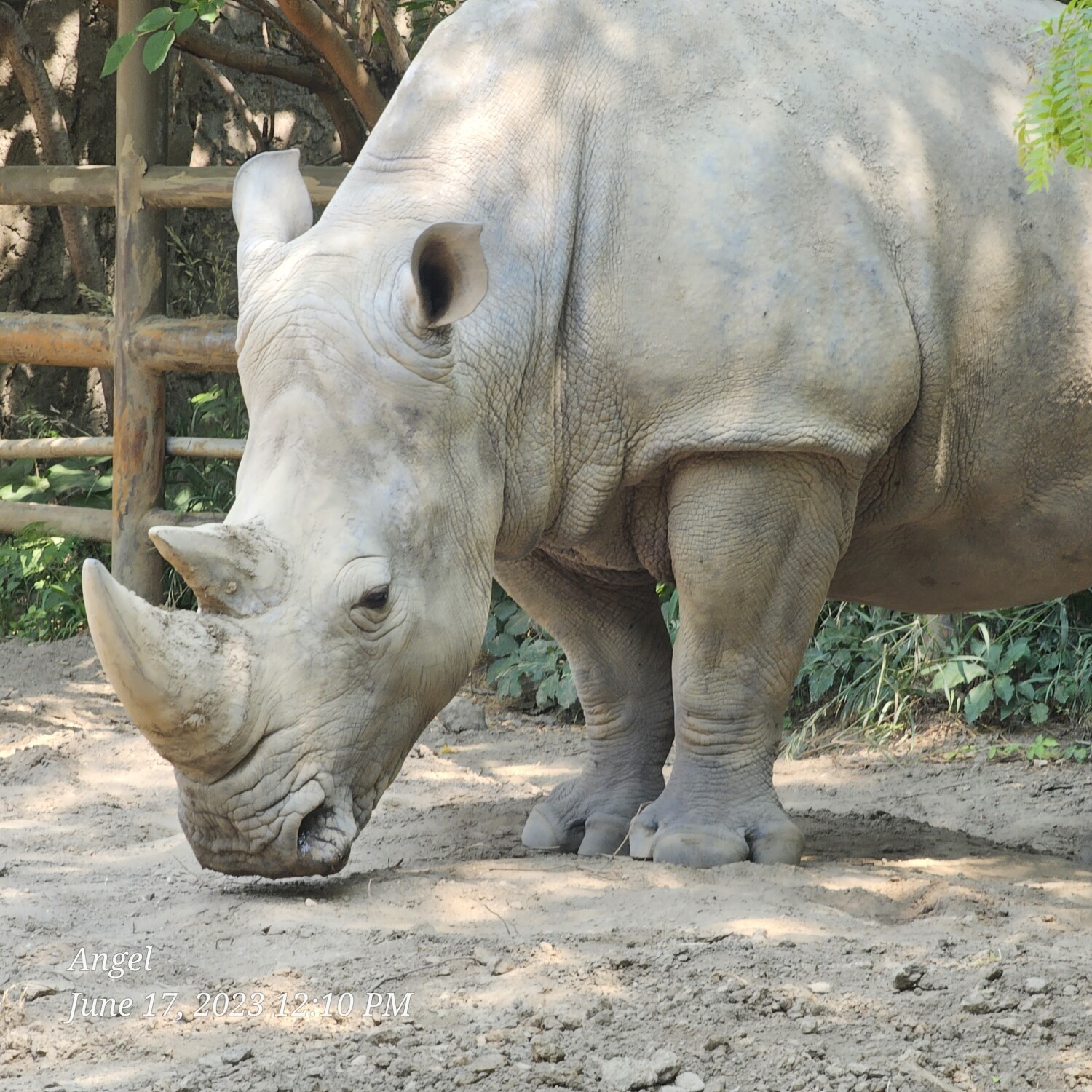 White Rhino Zoo Day