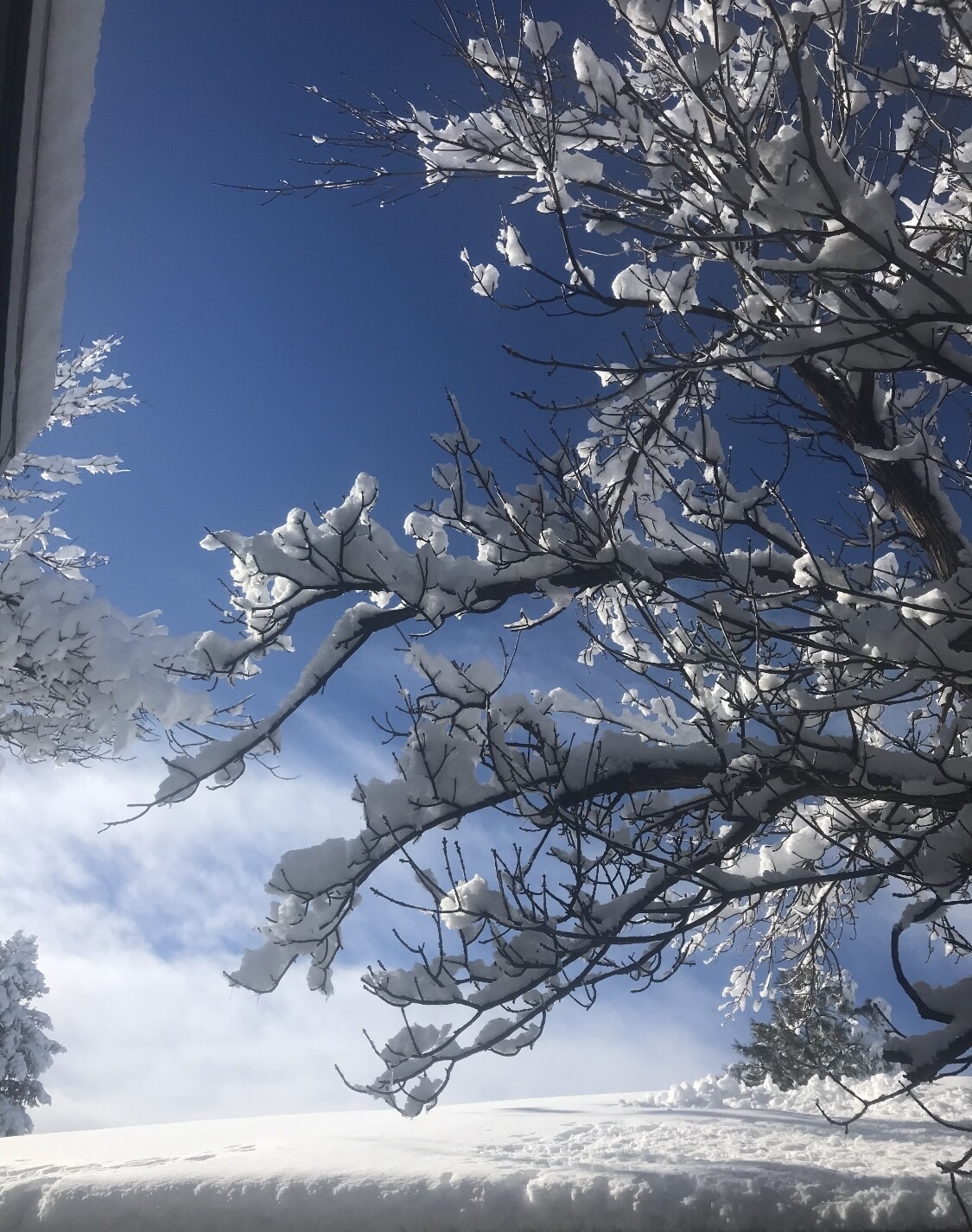 Colorado Morning Kiss.