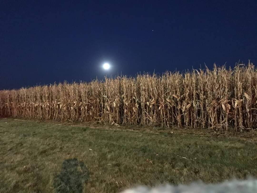Moonlit harvest