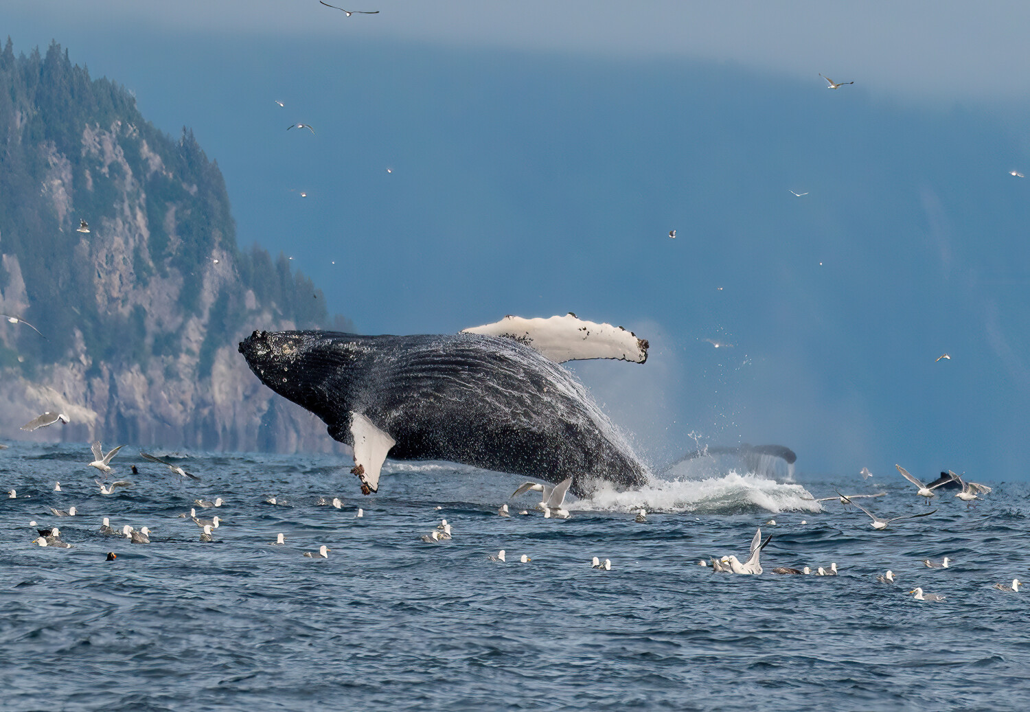 Humpback whale breeches