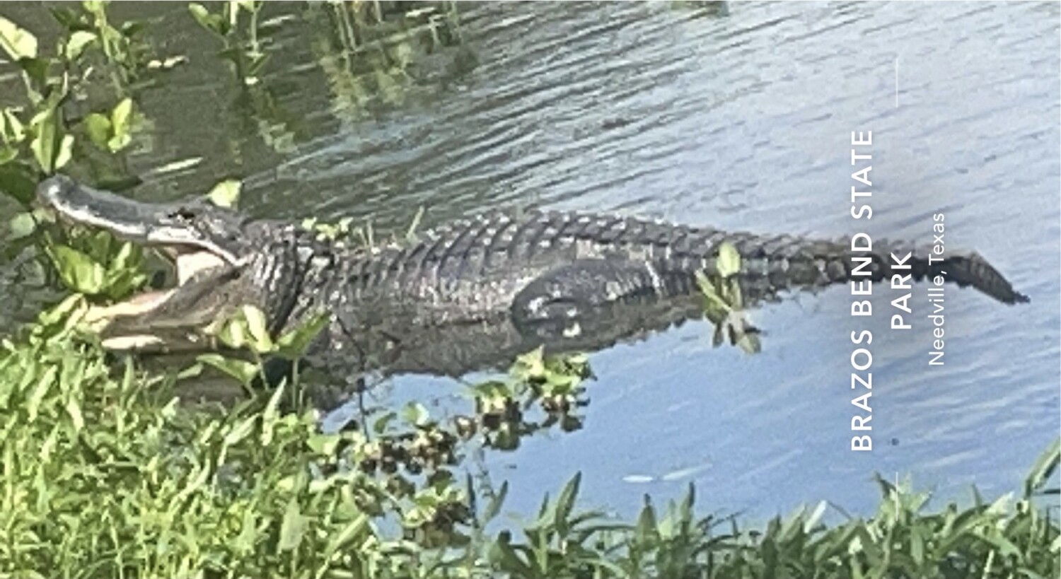 Gator in a trance state of mind