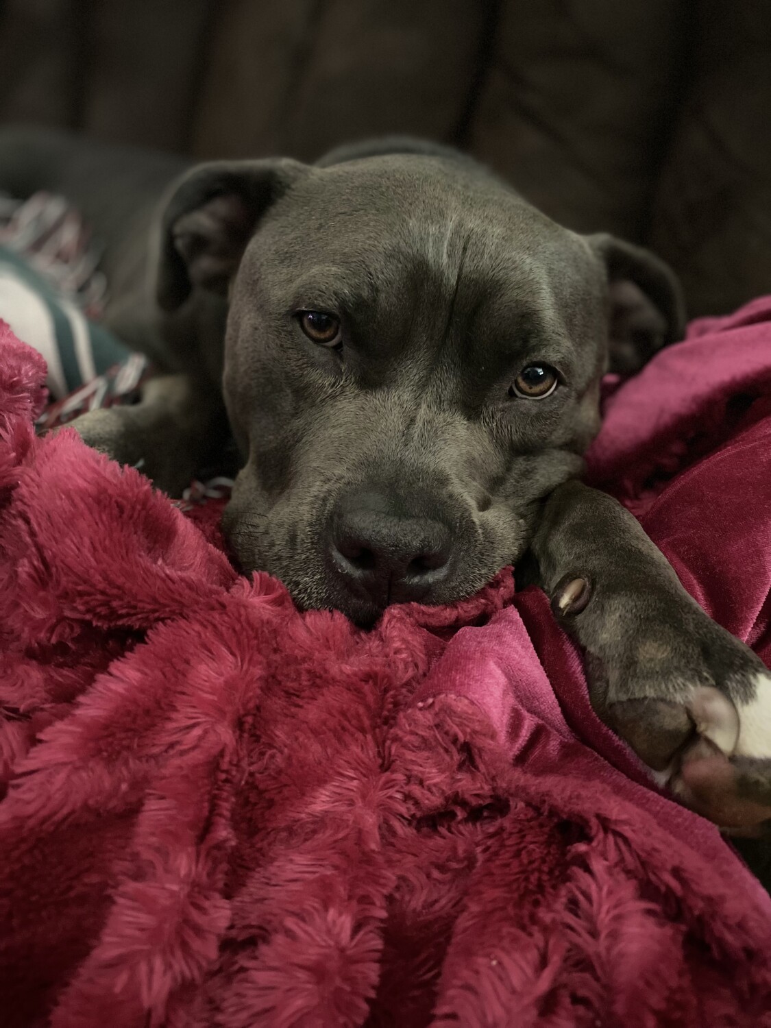 Ace - My Best Friend