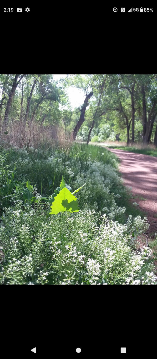 I believe in unicorns