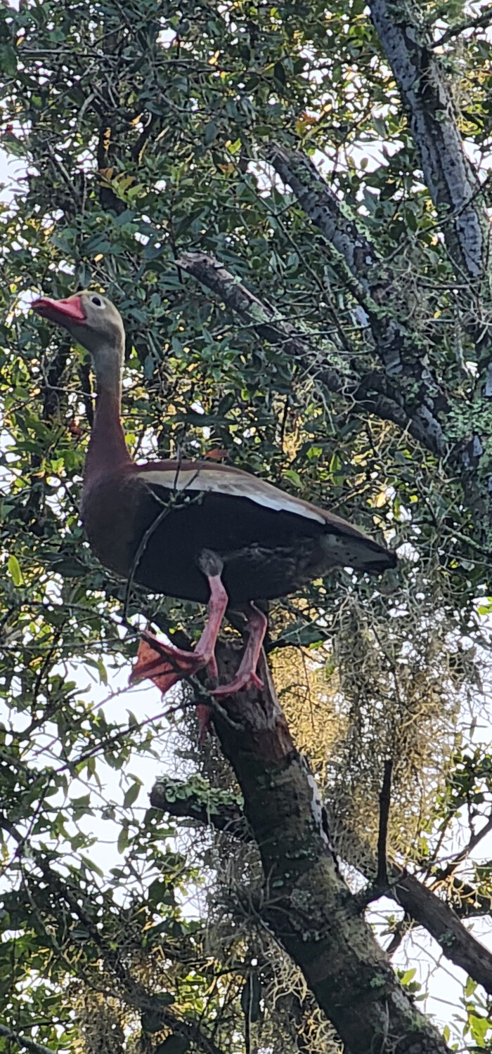 duck in tree