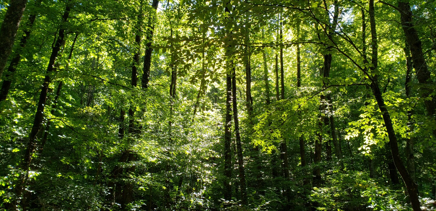 Shadows In the Woods