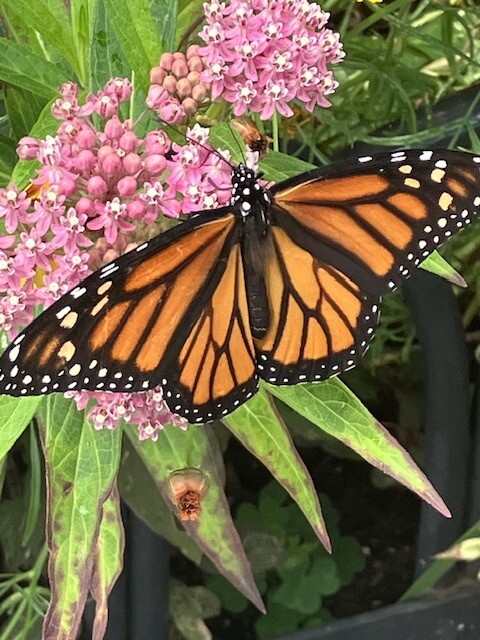 Monarch on milkweed