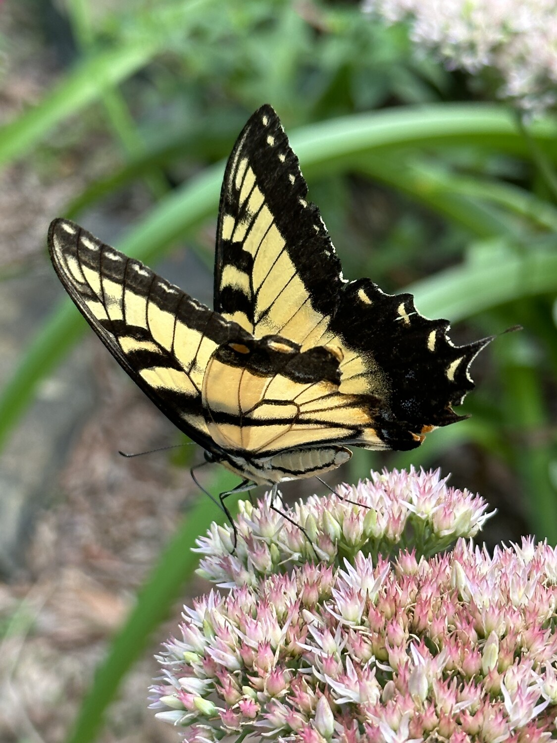 Swallowtail on Autumn Joy.