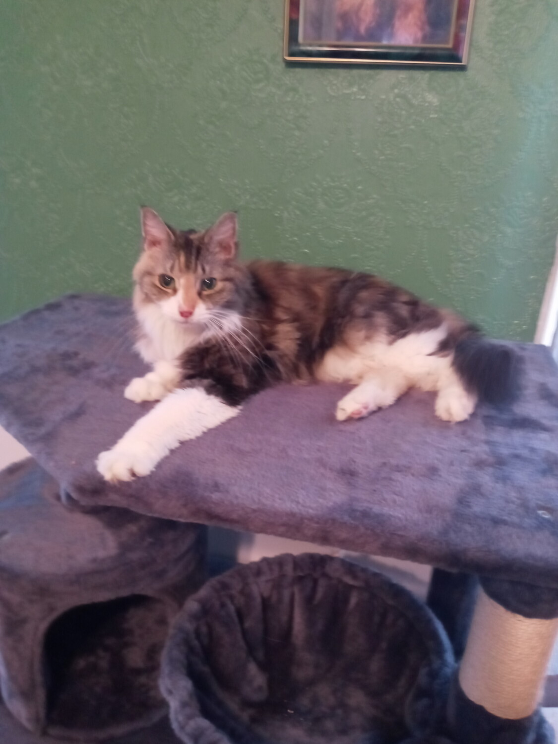 Blinky being the Kween