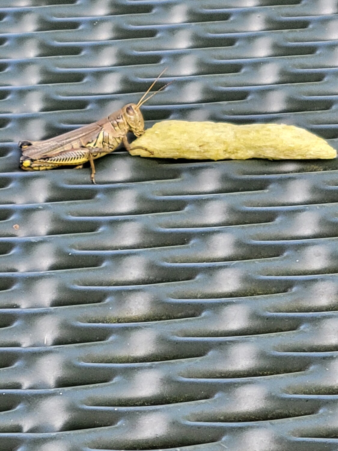 Grasshopper