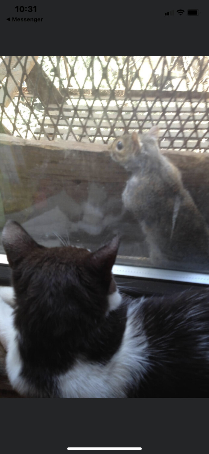 Lucas looking at squirrel