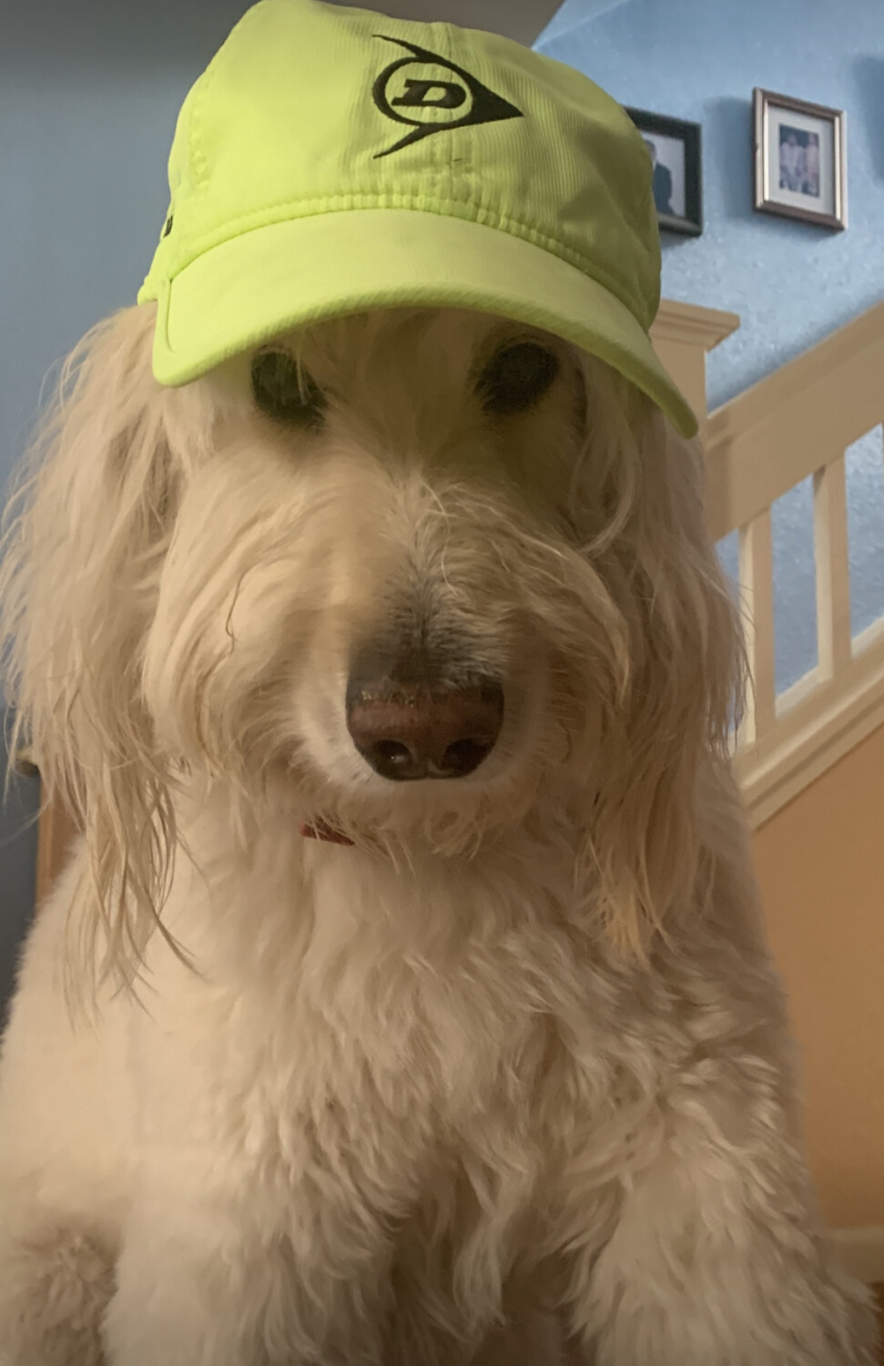 Champ in Dunlop Hat