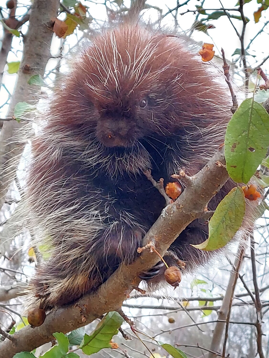 Baby porcupine