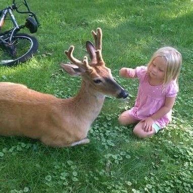 Lily and the deer
