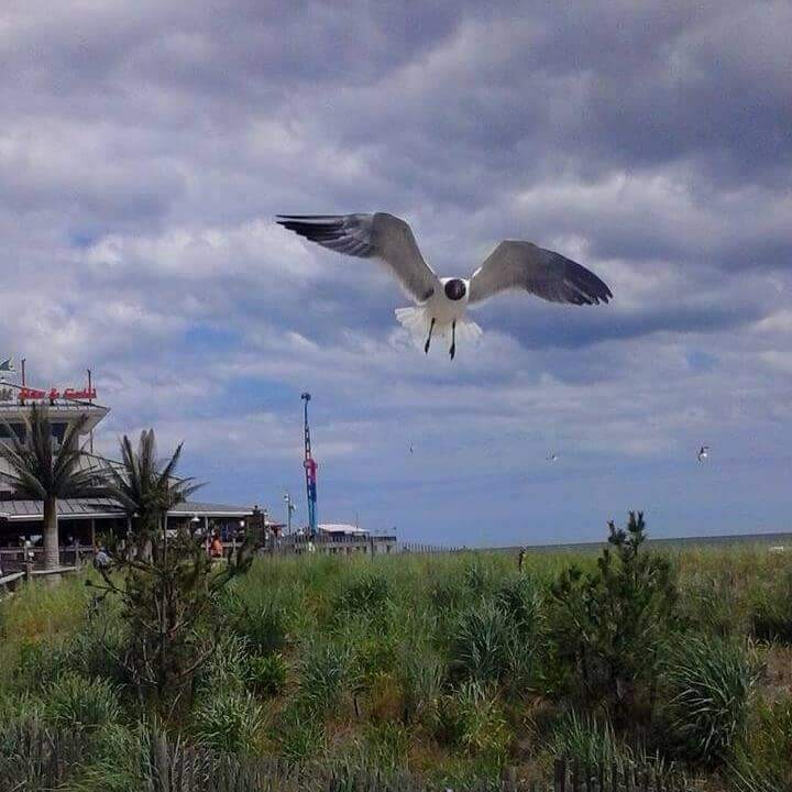 Seagull in Flight