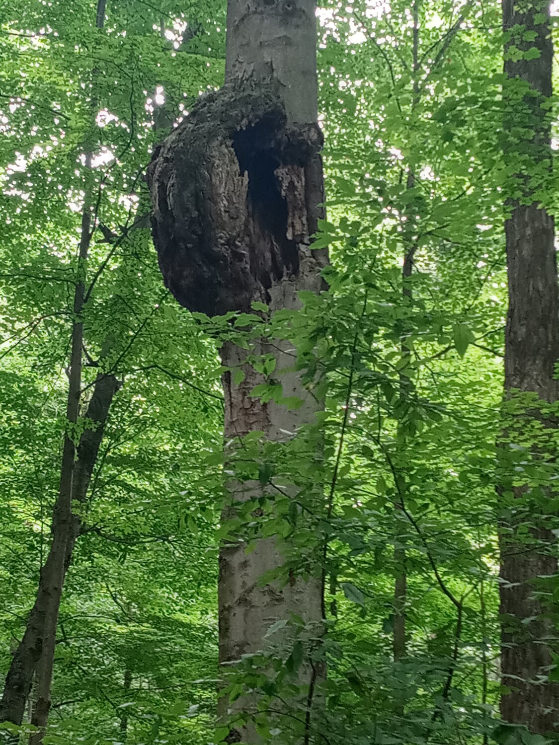Bear in a tree. Well maybe
