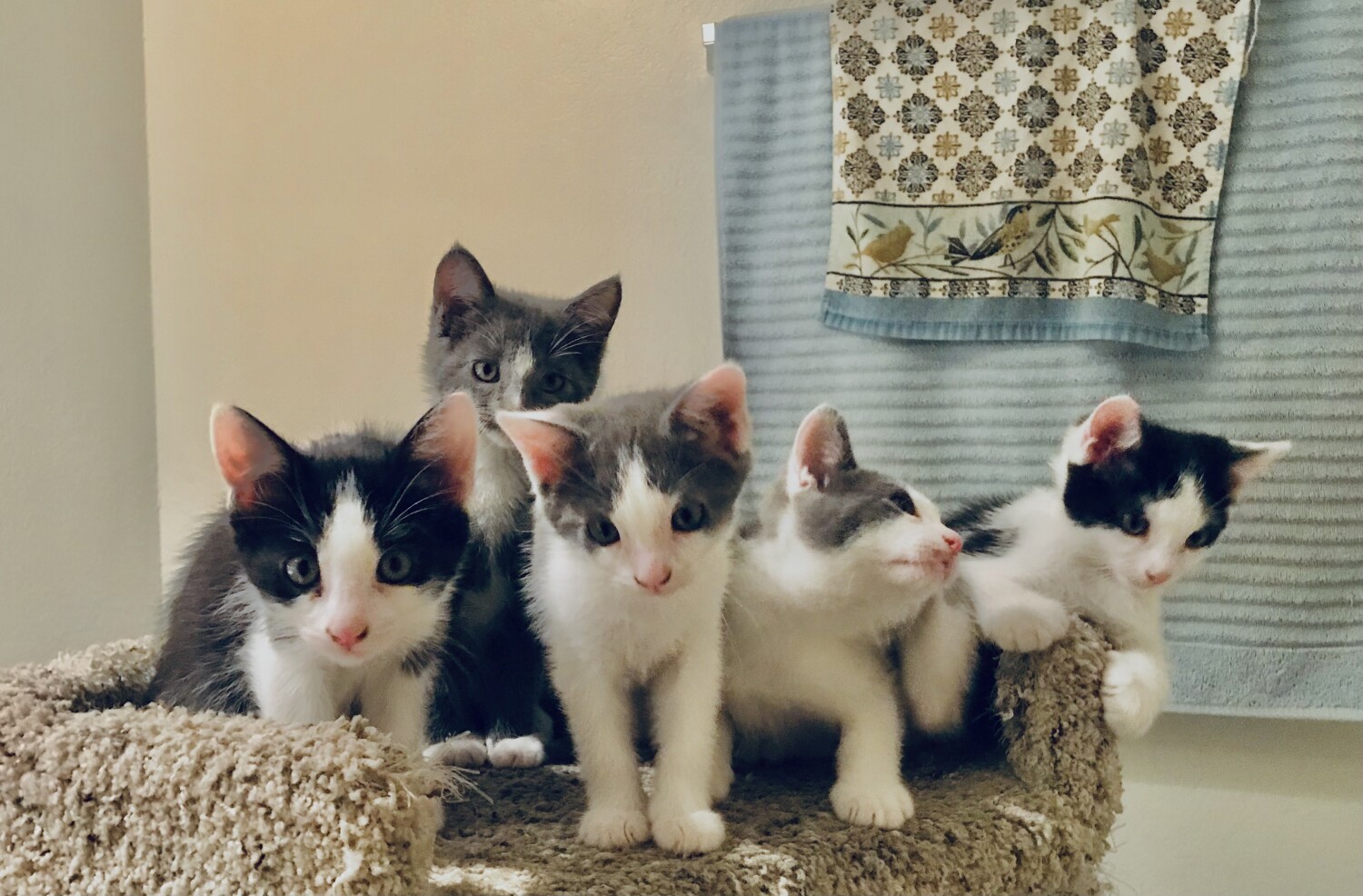 Kittens