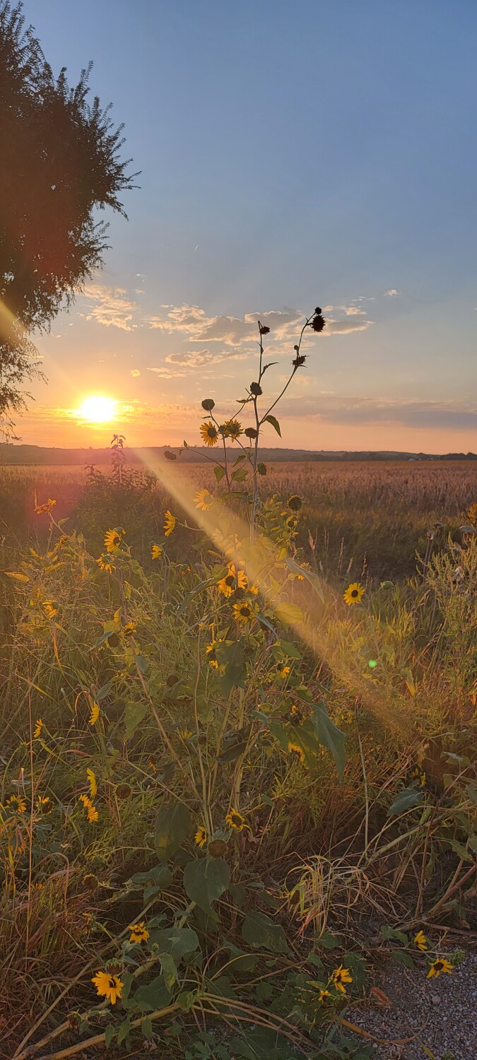 Good morning Kansas sunshine
