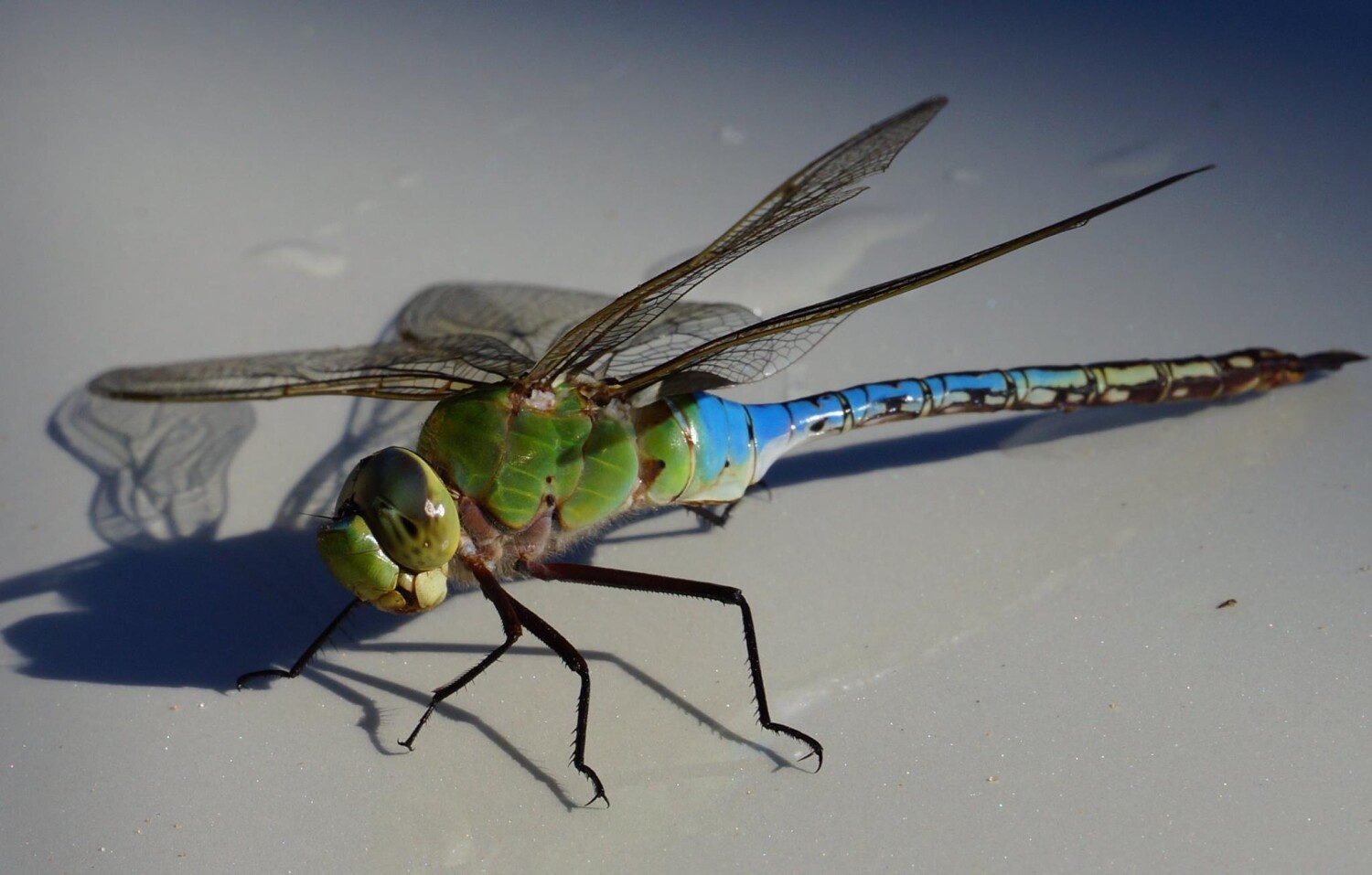 “The dragonfly is an exceptionally beautiful insec