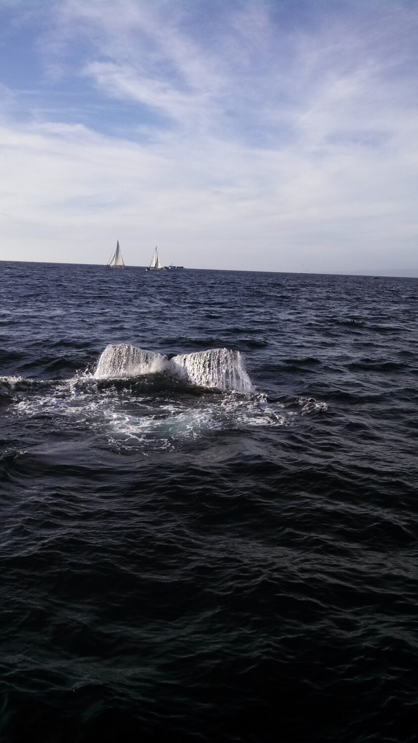 Humpback Whale Tail