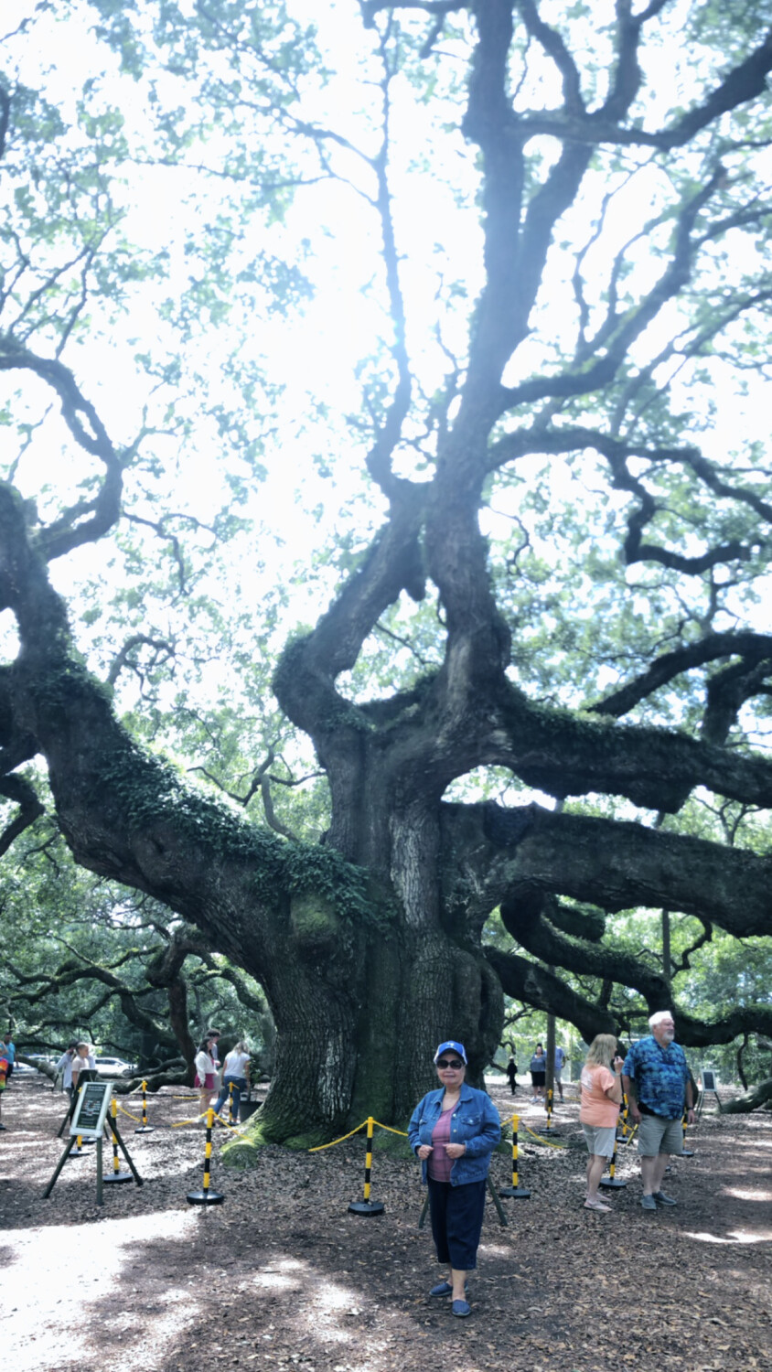 Angel Oak Tree