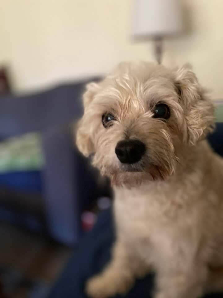 Little Hazel AKA Fizzpog.