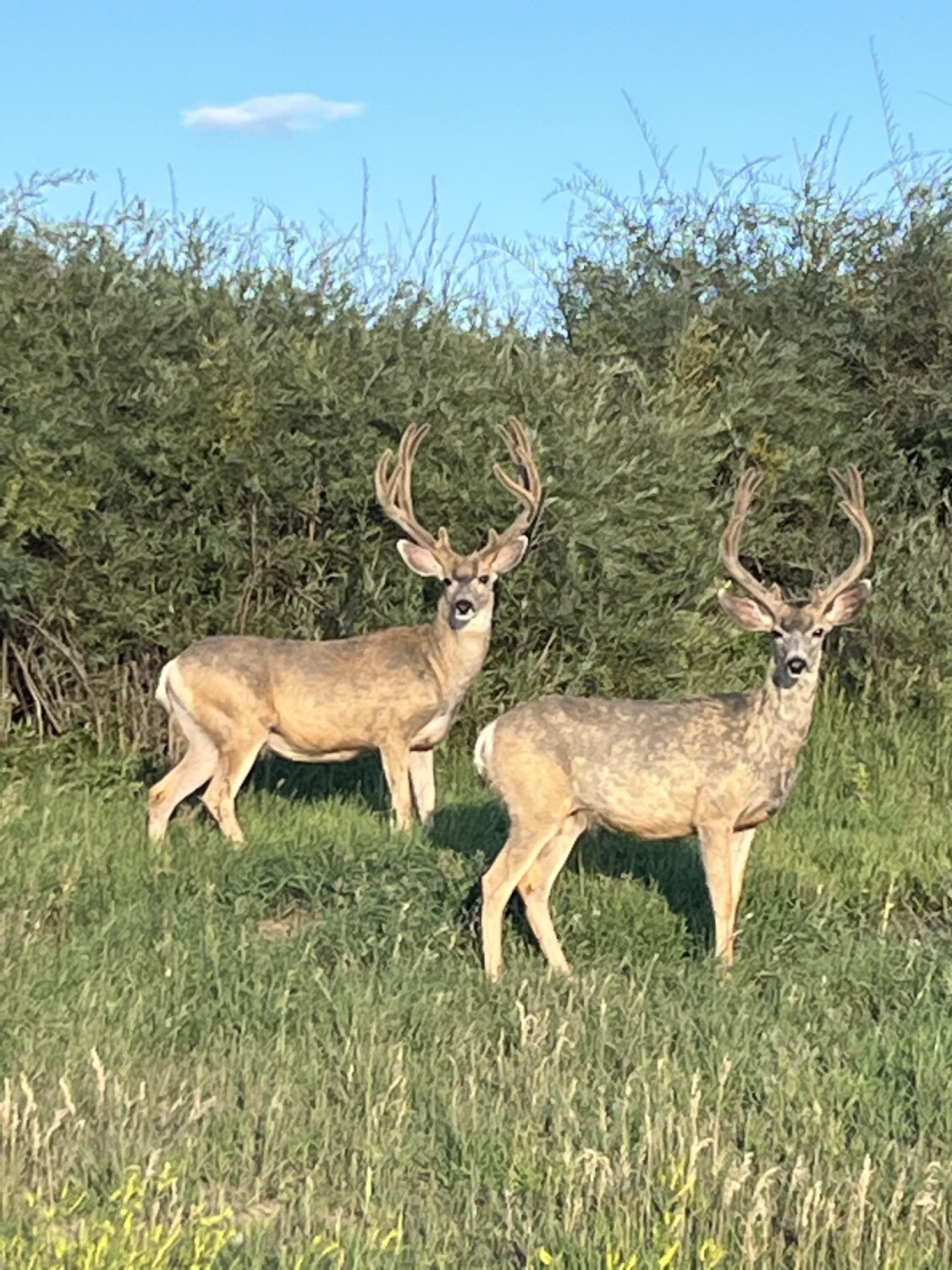 Two Bucks
