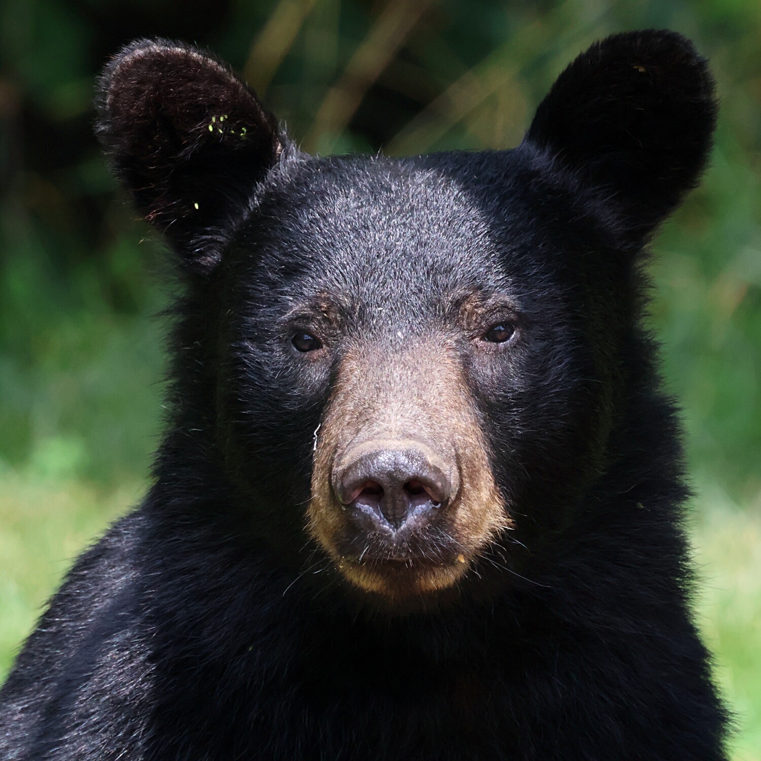 Black Bear Stare